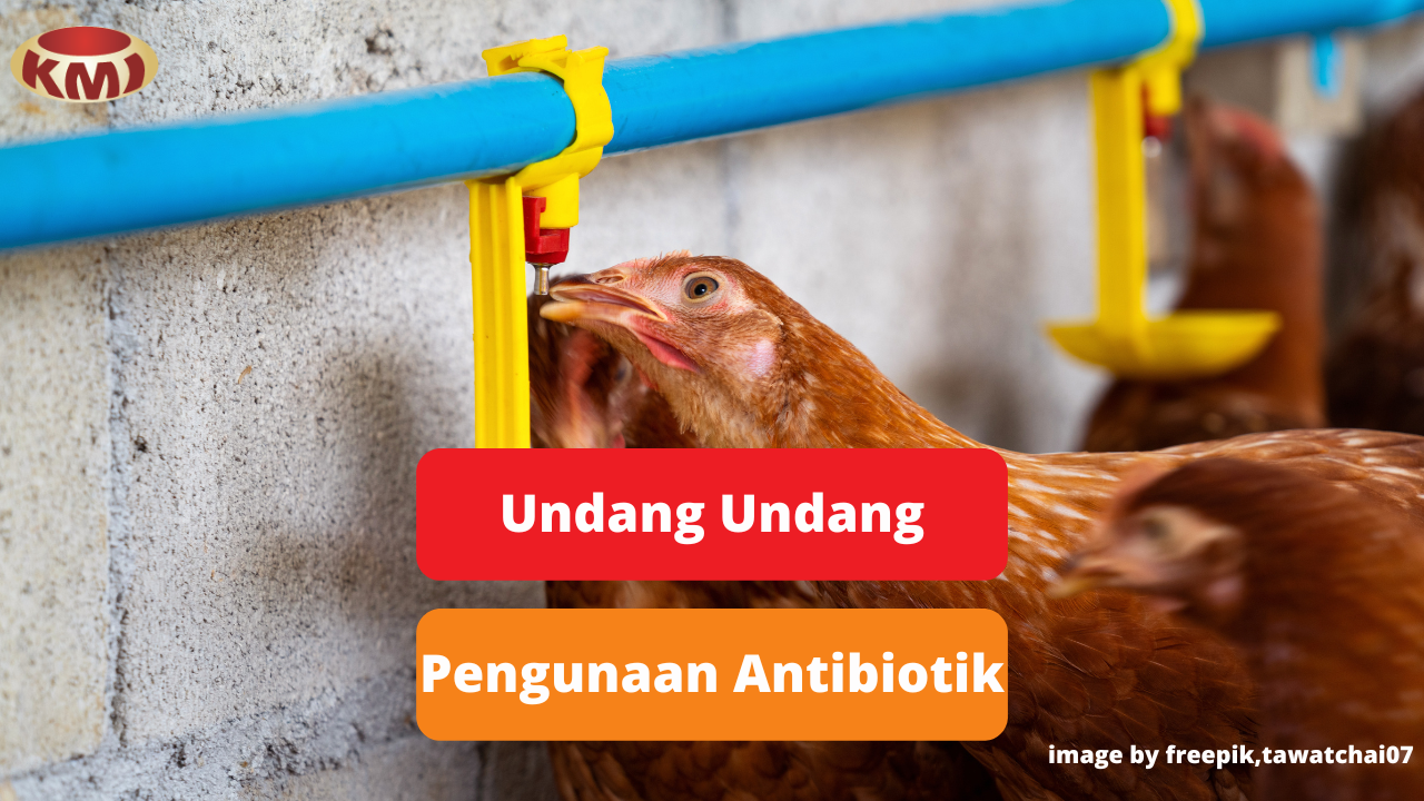 Langkah Pemerintah Cegah Resistensi Antibiotik Pada Ternak